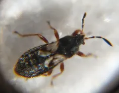 Chinch Bug thumbnail 2