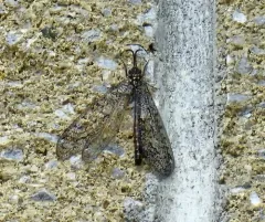 Brachynemurus nebulosus thumbnail 3