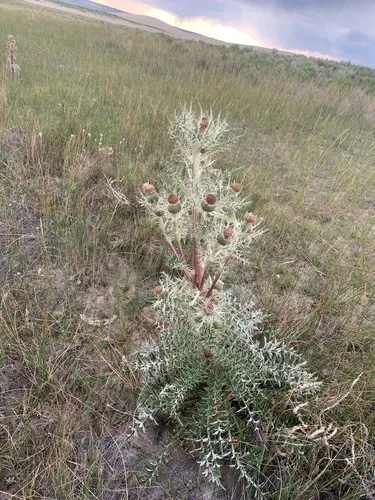 Colorado thistle