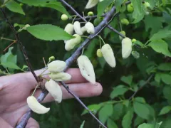 Taphrina communis thumbnail 3