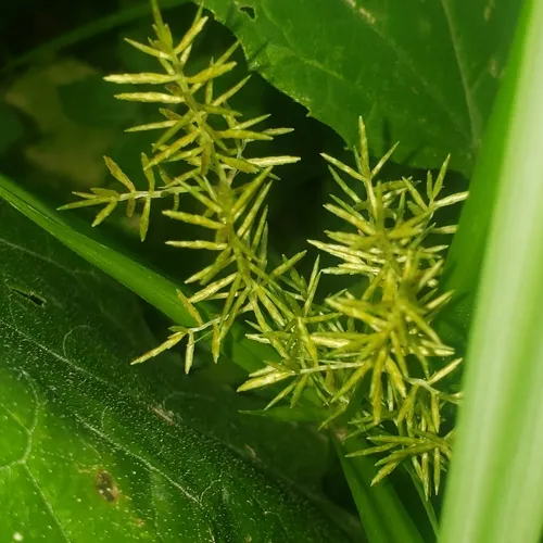 yellow nutsedge
