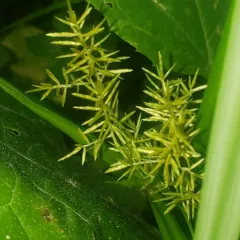 yellow nutsedge thumbnail 1