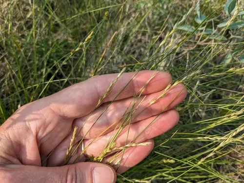 Hooker's Sedge