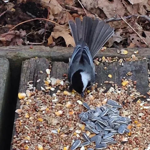 Black-capped Chickadee