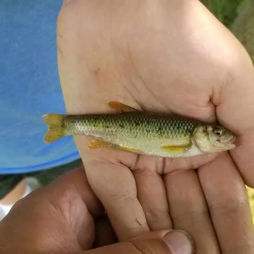 Hornyhead Chub