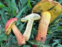 Whitey's Bolete thumbnail 3