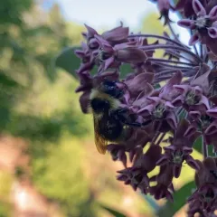 Yellowish Cuckoo Bumble bee thumbnail 4
