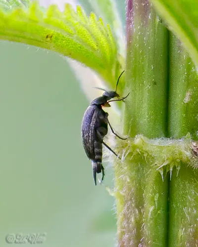 Mordellistena syntaenia