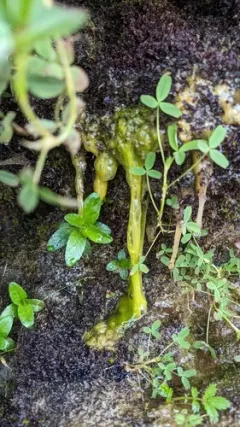 Cosmarium granatum thumbnail 4