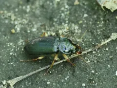 Anisodactylus verticalis thumbnail 4