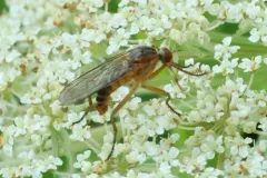 Empis tridentata thumbnail 2