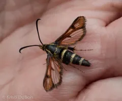 Synanthedon chrysidipennis thumbnail 3