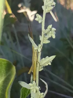 Wyoming Toothpick Grasshopper thumbnail 2