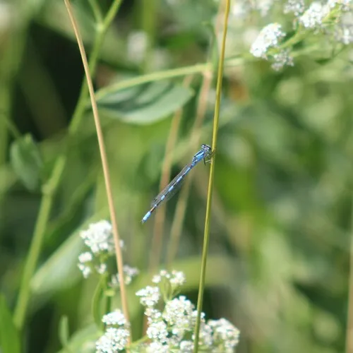 River Bluet