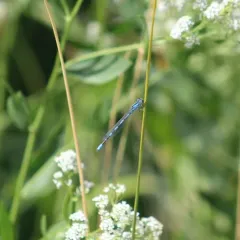River Bluet thumbnail 1