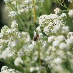 Black-footed Drone Fly thumbnail 3