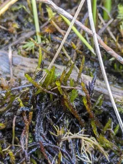 Calliergon Moss thumbnail 2