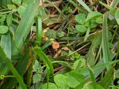 grass parachute thumbnail 1