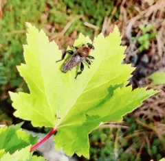 Boreal Laphria thumbnail 2