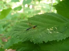 Rhyssella humida thumbnail 4