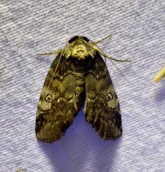 Pale Baileya Moth thumbnail 1