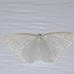 Virgin Moth thumbnail 4