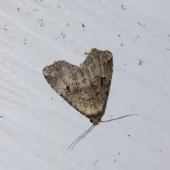 Visitation Moth thumbnail 4