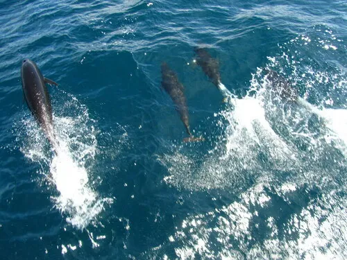 Northern Right Whale Dolphin