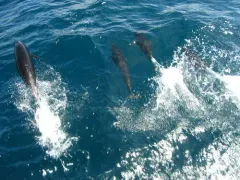 Northern Right Whale Dolphin thumbnail 1