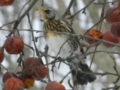 Fieldfare thumbnail 4