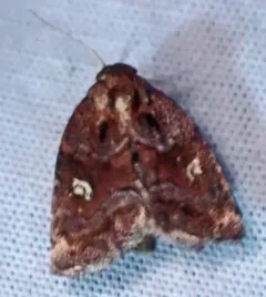 Included Cordgrass Borer Moth thumbnail 4