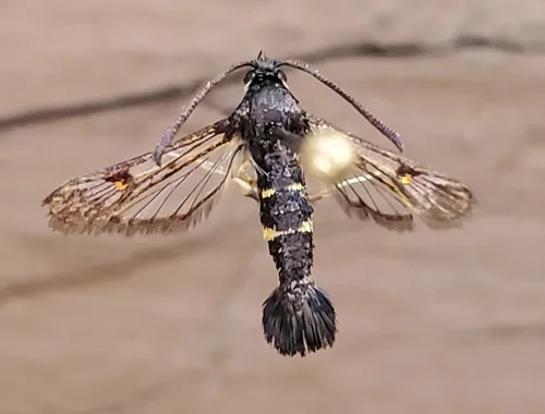 Helenis clearwing