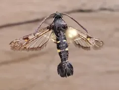 Helenis clearwing thumbnail 1