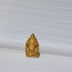 Shimmering Gold Adoxophyes Moth thumbnail 3
