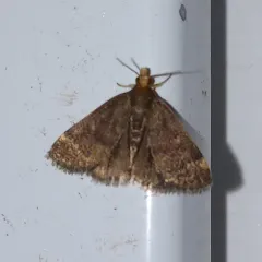 Merrick's Crambid Moth thumbnail 3