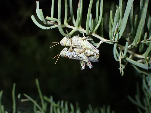 Narrow-winged Saltbush Grasshopper