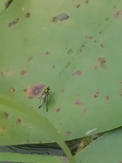 Dolichopus remipes thumbnail 4