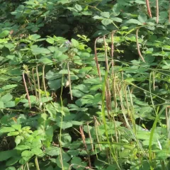 Hanging sedge thumbnail 3