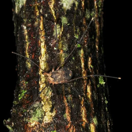 Nelima elegans