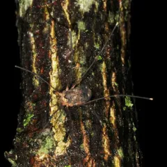 Nelima elegans thumbnail 1