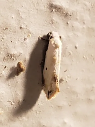 Mea skinnerella