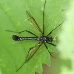 Antlered Crane Fly thumbnail 2