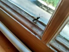 Argogorytes nigrifrons thumbnail 3