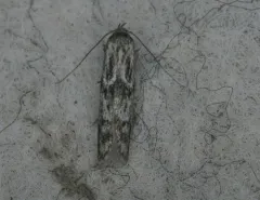 Hypatopa vestaliella thumbnail 4