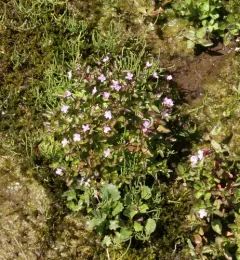 Pimpernel Willowherb thumbnail 4