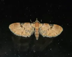 Eupithecia stellata thumbnail 2