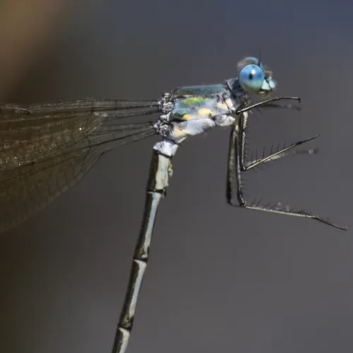 Amber-winged Spreadwing