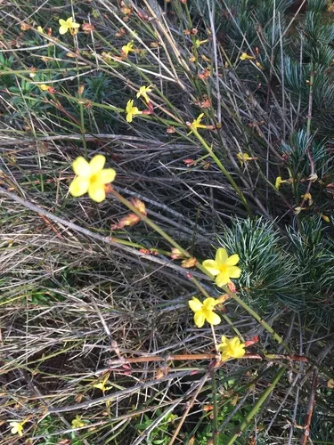 Winter jasmine