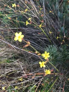 Winter jasmine thumbnail 1