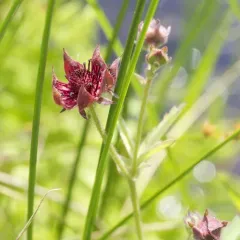 marsh cinquefoil thumbnail 2